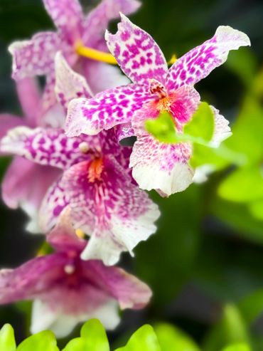 Purple Tiger Spots Tower