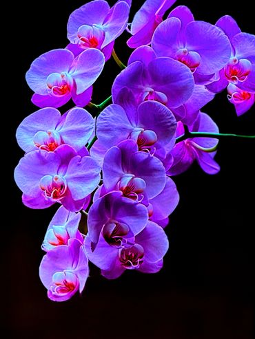 Purple Orchid Rave