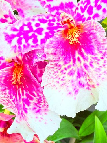 Purple Tiger Spots Close