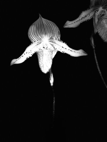 Trap Orchids in Hiding