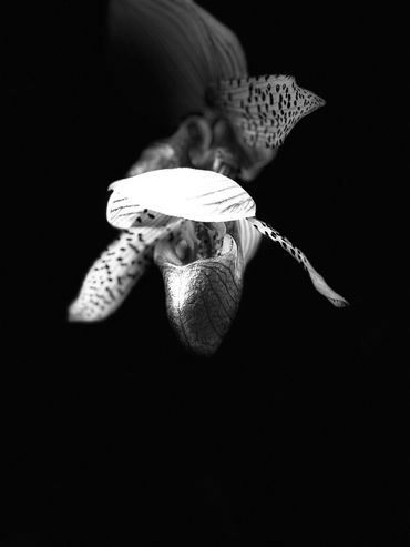 Hiding Trap Darkness