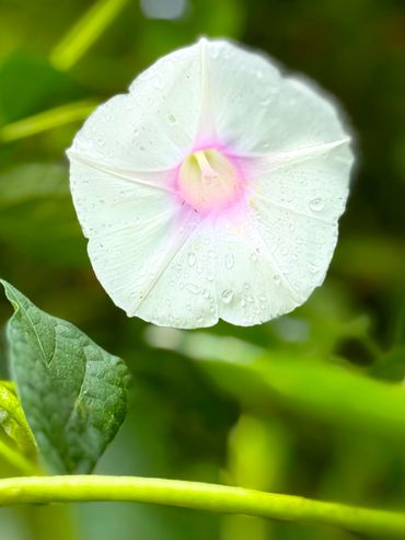 White Morning Glory