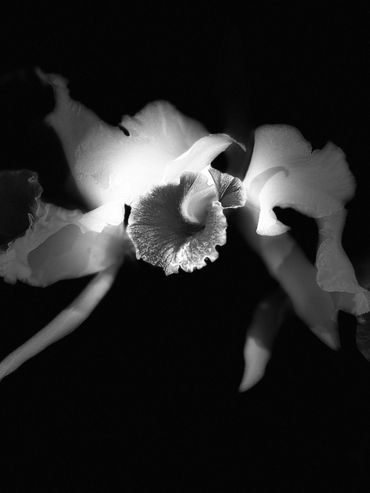 White Bugles Huddle on Black