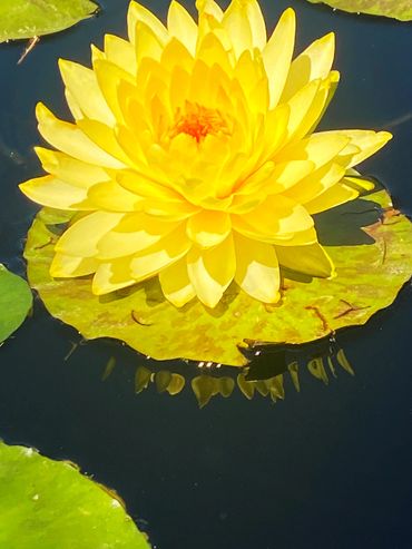 Yellow Lotus