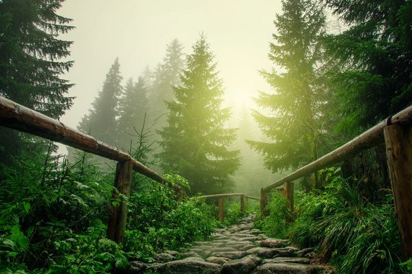 A misty forest path with wooden railings and lush greenery.