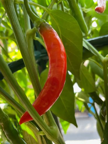 Organically grown Japones Peppers