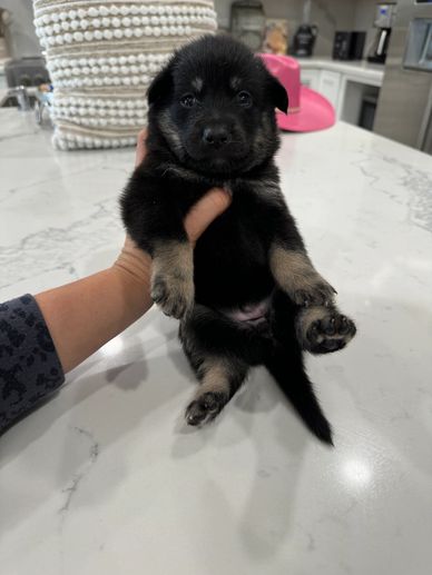 Lapponian Herder Puppy