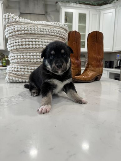 Lapponian herder puppy