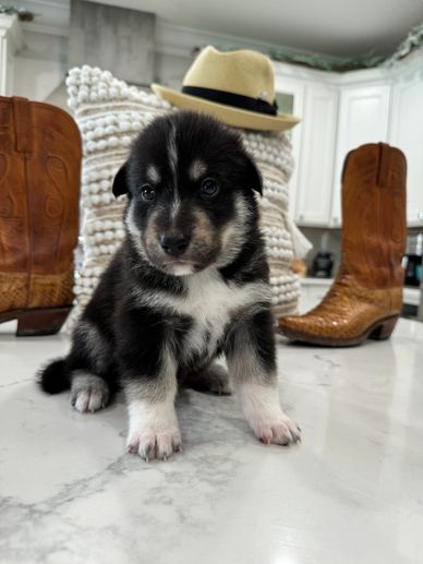 Lapponian herder puppy