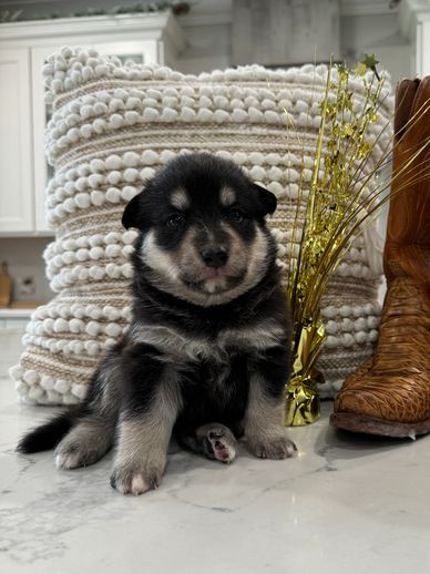 Lapponian herder puppy mini shepherd