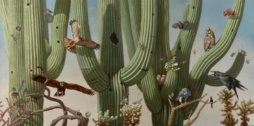 art painting wildlife saguaro birds desert sonoran owl hawk kestrel raven quail roadrunner together