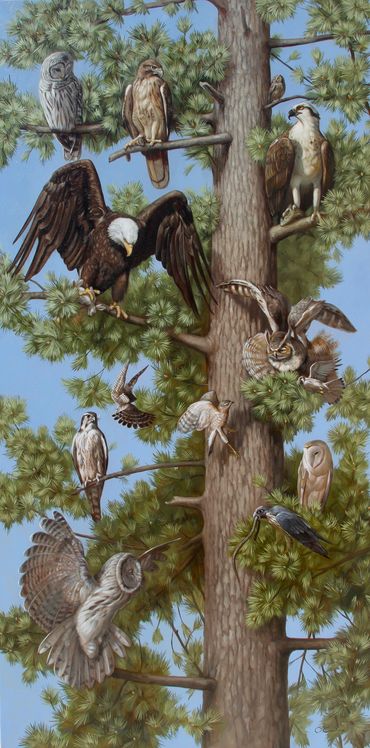 Wildlife fine art oil painting birds prey ponderosa pine Montana owl eagle hawk falcon osprey tree
