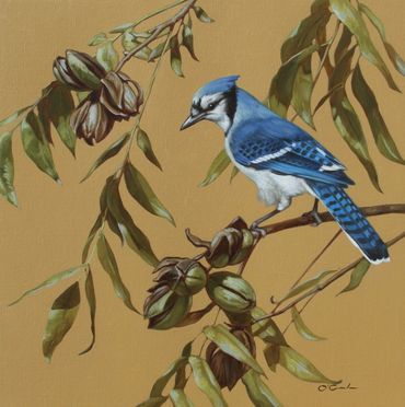 Blue Jay Bird Art wildlife painting oil Arizona Pecan 