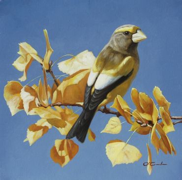 Evening Grosbeak wildlife art oil painting cottonwood leaves yellow blue