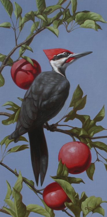 Pileated Woodpecker Apples tree bird wildlife art oil painting red blue black white