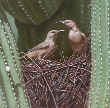 Curved Bill Thrasher Saguaro Cactus bird nest wildlife art oil painting fine Arizona Southwest