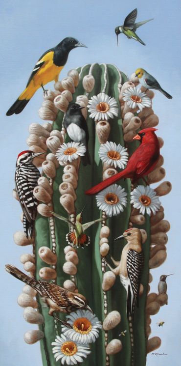 wildlife art oil painting cardon cactus blooming flowers cardinal oriole woodpecker wren phoebe hum
