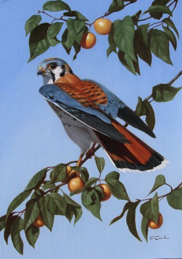 wildlife fine art oil painting American Kestrel Golden plums tree branch blue sky open wings