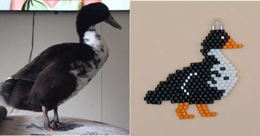 Bruce the Duck