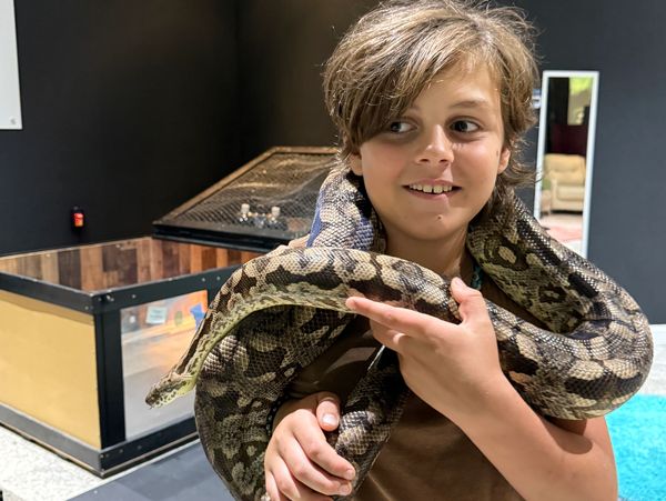 A boy smiling while holding a large snake around his neck indoors.