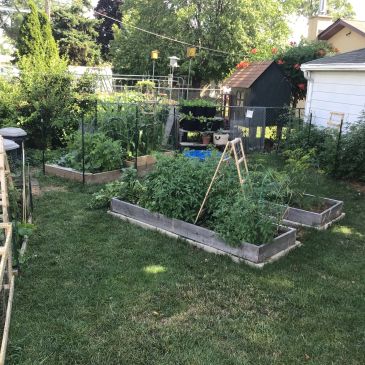 A backyard garden with multiple raised beds growing various plants.