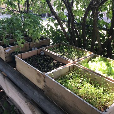 Wooden planter boxes with various seedlings growing outdoors in sunlight.