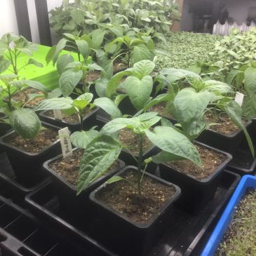 Young plants growing in small pots under indoor lighting.