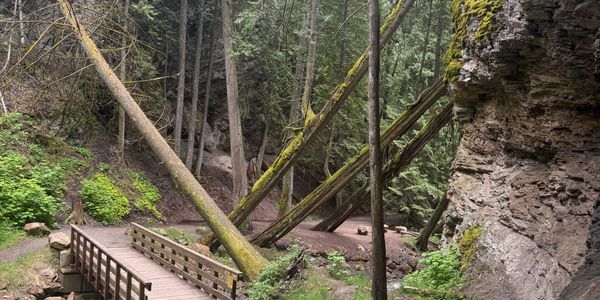Wooden bridge leading into a dense forest with fallen trees.