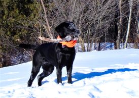 Black Labrador retriever standing in snow holding stick wearing orange neck scarf.