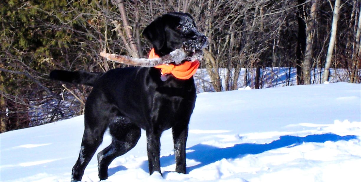 Black Labrador retriever wearing orange neck scarf, holding stick, in snowy woods.