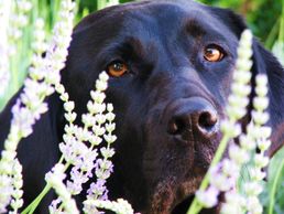 Black Labrador retriever head shot amongst lavender flowers.
