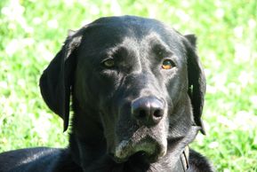Black Labrador retriever head shot with green grass background.