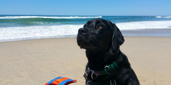 Black Labrador retriever on sandy beach, ocean waves, orange and blue toy.