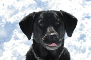 Black Labrador retriever head shot, tongue sticking out, snowy background.