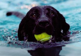Black Labrador retriever head shot swimming with green tennis ball in mouth.