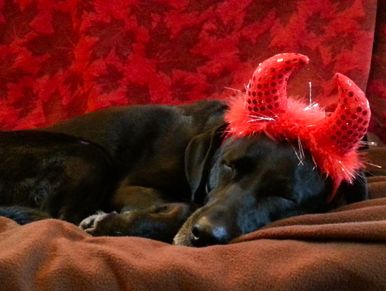 Black Labrador retriever sleeping, wearing shiny red horns, red and brown background.