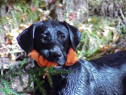 Black Labrador retriever head shot with orange fleece in mouth.