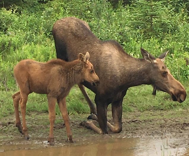 Mama moose kneeling to sip from the creek.