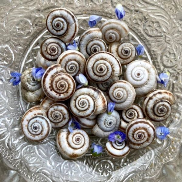 Spiral snail shells with small blue flowers on a textured glass plate.