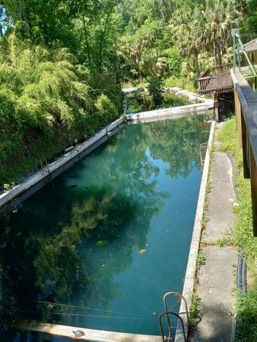 Glen Springs Pool, now closed, where Tom Petty once swam as a child