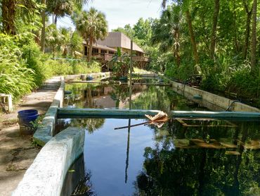 Glen Springs Pool, now closed, where Tom Petty once swam as a child