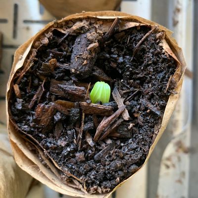 Tiny green cucumber leaf unfurling from the soil contained in brown paper