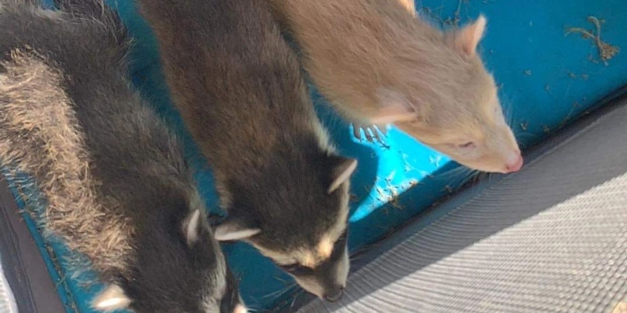 Three young raccoons of different colors huddle together on a blue surface.