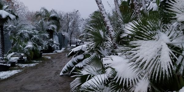 Leaf Guardian Spray protection for palm trees. How to protect palm trees from cold freezing ice and 