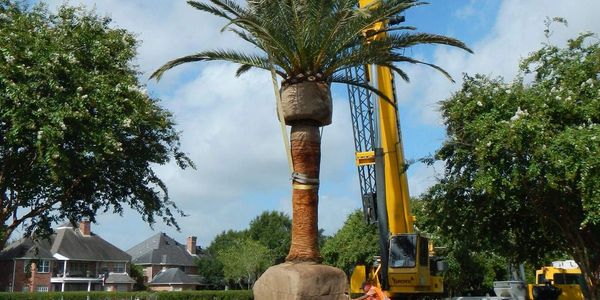 How to transplant palm trees without shock. Leaf Guardian spray-on protection is used when transplan