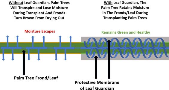 Leaf Guardian protects palm tree from transplant shock, dry fronds, dead frond from planting in heat