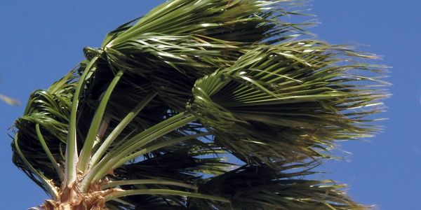 Protect palm trees from saltwater wind burn, heat, and winter freeze burn with Leaf Guardian spray p