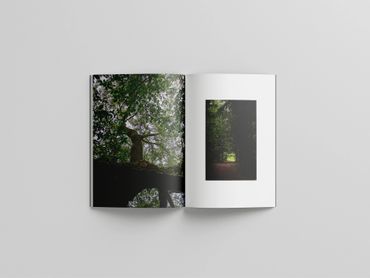 Open book displaying photos of forest scenery and trees.