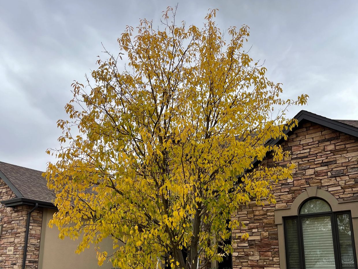 Yellow-leaved tree in front of a brick house on a cloudy day.