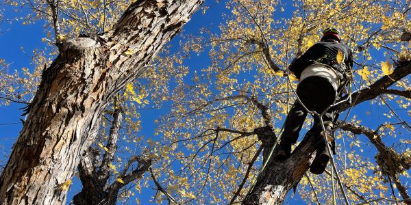 Arborist climbing a tree with autumn leaves.